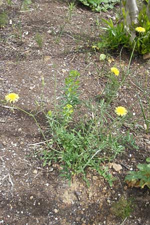 Sonchus tenerrimus \ Zarte Gnsedistel, Mallorca Soller 23.4.2011