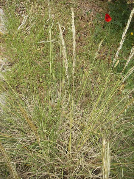 Stipa tenacissima \ Halfa-Gras / Esparto Grass, Mallorca/Majorca Soller Botan. Gar.  23.4.2011