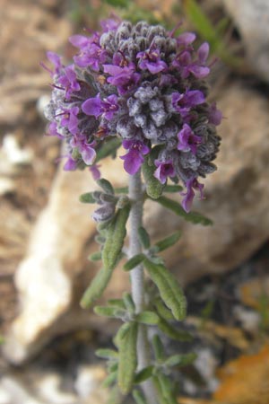 Teucrium capitatum \ Kopfiger Gamander / Cat-Thyme Germander, Mallorca/Majorca Ca'n Picafort 30.4.2011