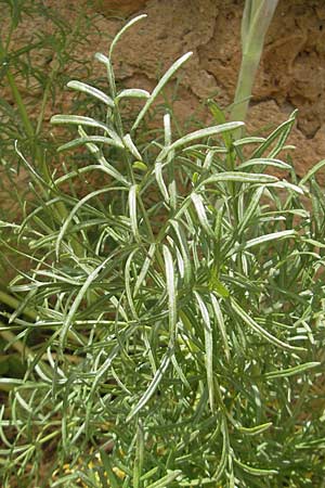 Thapsia garganica \ Gargano-Purgierdolde / Italian Thapsia, Mallorca/Majorca Soller Botan. Gar.  23.4.2011