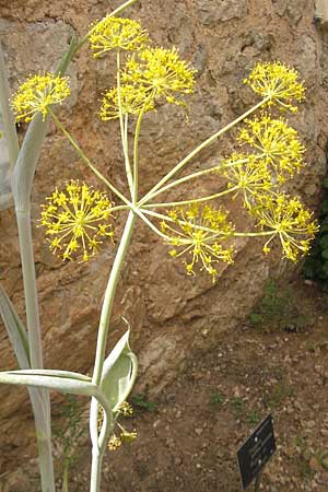 Thapsia garganica \ Gargano-Purgierdolde / Italian Thapsia, Mallorca/Majorca Soller Botan. Gar.  23.4.2011