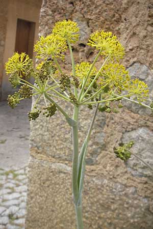 Thapsia garganica \ Gargano-Purgierdolde / Italian Thapsia, Mallorca/Majorca Soller Botan. Gar.  23.4.2011