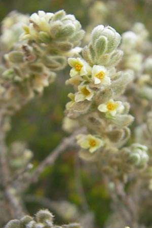 Thymelaea velutina \ Myrtenbl&auml;ttriger Spatzenzunge / Myrtle-Leaved Thymelaea, Mallorca/Majorca Punta de n'Amer 25.4.2011