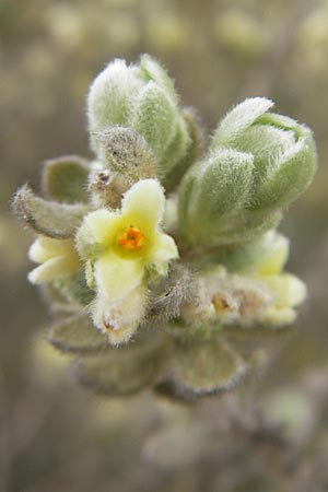 Thymelaea velutina \ Myrtenbl&auml;ttriger Spatzenzunge / Myrtle-Leaved Thymelaea, Mallorca/Majorca Punta de n'Amer 25.4.2011