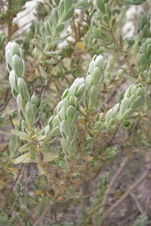 Thymelaea velutina \ Myrtenbl&auml;ttriger Spatzenzunge / Myrtle-Leaved Thymelaea, Mallorca/Majorca Punta de n'Amer 25.4.2011
