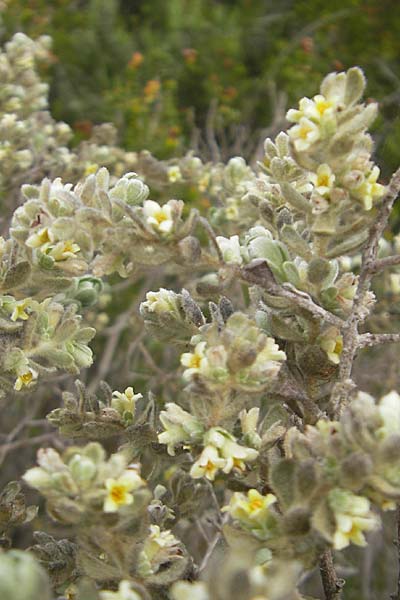 Thymelaea velutina \ Myrtenbl&auml;ttriger Spatzenzunge / Myrtle-Leaved Thymelaea, Mallorca/Majorca Punta de n'Amer 25.4.2011