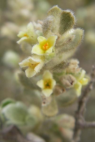 Thymelaea velutina \ Myrtenbl&auml;ttriger Spatzenzunge / Myrtle-Leaved Thymelaea, Mallorca/Majorca Punta de n'Amer 25.4.2011