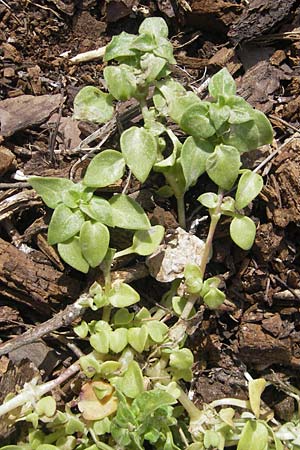 Theligonum cynocrambe \ Hundskohl / Dog's Cabbage, Mallorca/Majorca Sant Elm 29.4.2011