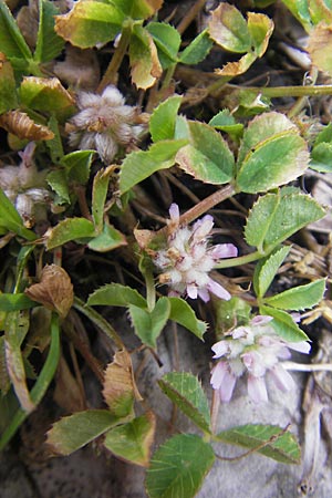 Trifolium tomentosum \ Filziger Klee / Wooly Clover, Mallorca/Majorca Lluc 24.4.2011