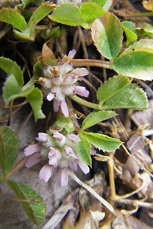 Trifolium tomentosum \ Filziger Klee / Wooly Clover, Mallorca/Majorca Lluc 24.4.2011