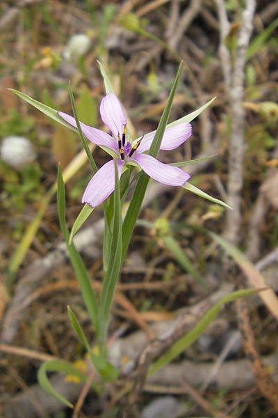 Tragopogon hybridus \ Bastard-Bocksbart / Bastard Goat's-Beard, Mallorca/Majorca Palma 13.4.2012