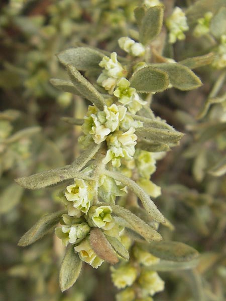 Thymelaea tartonraira \ Silberwei&szlig;e Spatzenzunge / Tartonraire, Mallorca/Majorca Soller Botan. Gar.  4.4.2012