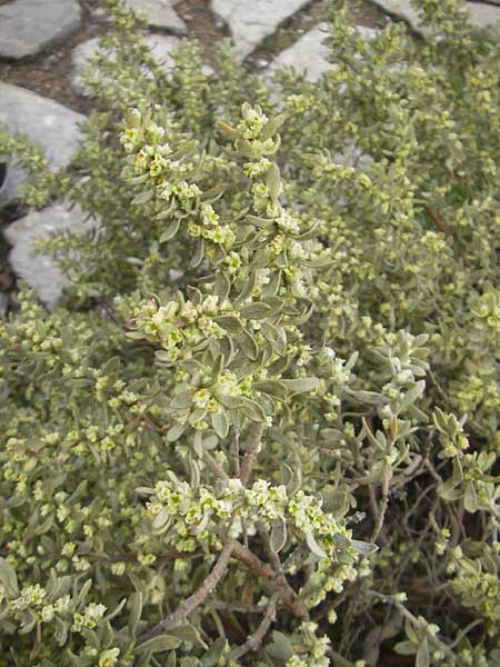 Thymelaea tartonraira \ Silberwei&szlig;e Spatzenzunge / Tartonraire, Mallorca/Majorca Soller Botan. Gar.  4.4.2012