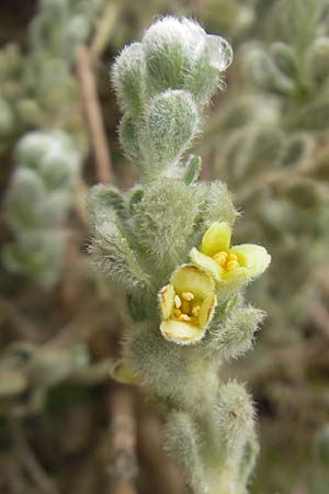 Thymelaea velutina \ Myrtenbl&auml;ttriger Spatzenzunge / Myrtle-Leaved Thymelaea, Mallorca/Majorca Soller Botan. Gar.  23.4.2011