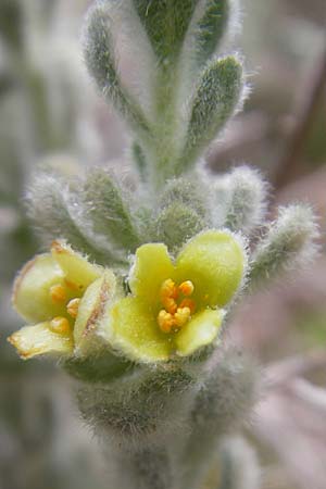 Thymelaea velutina \ Myrtenbl&auml;ttriger Spatzenzunge / Myrtle-Leaved Thymelaea, Mallorca/Majorca Soller Botan. Gar.  23.4.2011