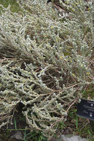 Thymelaea velutina \ Myrtenbl&auml;ttriger Spatzenzunge / Myrtle-Leaved Thymelaea, Mallorca/Majorca Soller Botan. Gar.  23.4.2011