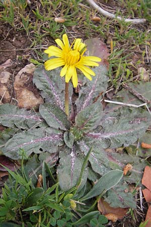Taraxacum pyropappum \ Sp�ter L�wenzahn / Late Dandelion, Mallorca/Majorca Andratx 3.4.2012