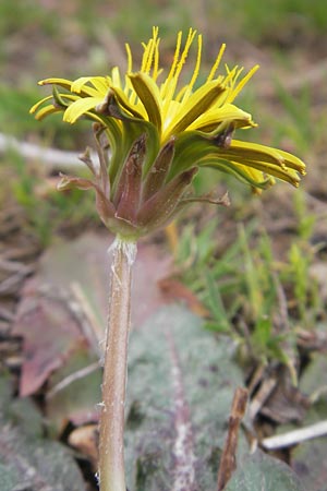 Taraxacum pyropappum \ Sp�ter L�wenzahn / Late Dandelion, Mallorca/Majorca Andratx 3.4.2012