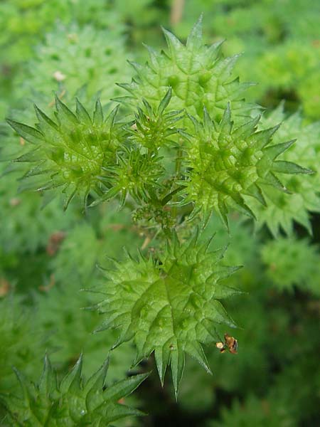 Urtica atrovirens subsp. bianorii \ Mallorca-Brenn-Nessel / Mallorca Stinging Nettle, Mallorca/Majorca Soller Botan. Gar.  23.4.2011