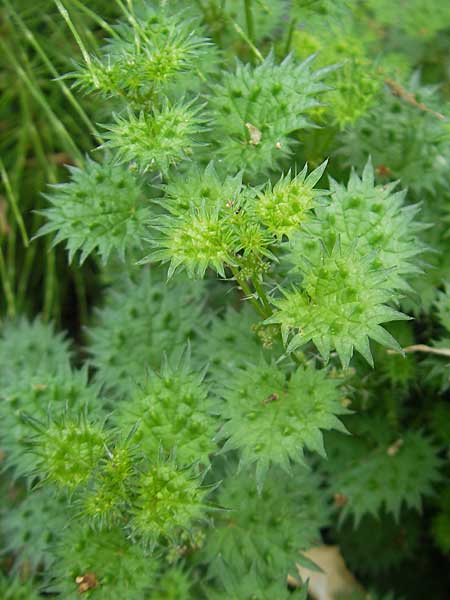 Urtica atrovirens subsp. bianorii \ Mallorca-Brenn-Nessel / Mallorca Stinging Nettle, Mallorca/Majorca Soller Botan. Gar.  23.4.2011