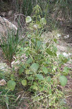 Urtica membranacea \ Geschwnzte Brenn-Nessel / Large-Leaved Nettle, Mallorca/Majorca Andratx 22.4.2011