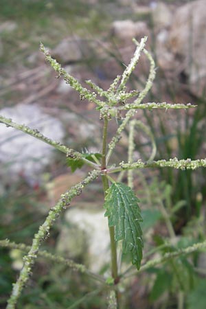 Urtica membranacea \ Geschwnzte Brenn-Nessel / Large-Leaved Nettle, Mallorca/Majorca Andratx 22.4.2011