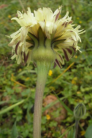 Urospermum dalechampii \ Weichhaariges Schwefelkpfchen, Mallorca Sa Raixa 6.4.2012