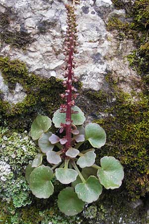 Umbilicus rupestris \ Hngendes Nabelkraut / Navelwort, Mallorca/Majorca Lluc 24.4.2011