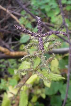 Urtica membranacea \ Geschwnzte Brenn-Nessel / Large-Leaved Nettle, Mallorca/Majorca Port de Andratx 3.4.2012