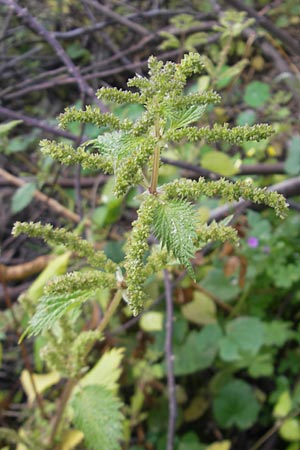 Urtica membranacea \ Geschwnzte Brenn-Nessel / Large-Leaved Nettle, Mallorca/Majorca Port de Andratx 3.4.2012