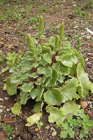 Umbilicus rupestris \ Hngendes Nabelkraut / Navelwort, Mallorca/Majorca Soller Botan. Gar. 4.4.2012