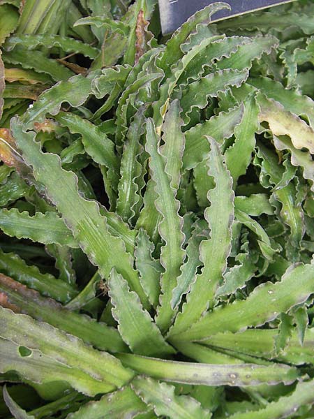 Drimia undata \ Feinwellige Meerzwiebel / Undulate Sea Squill, Mallorca/Majorca Soller Botan. Gar.  4.4.2012