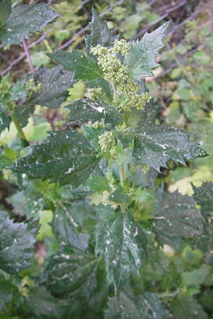 Urtica urens \ Kleine Brenn-Nessel / Small Nettle, Mallorca/Majorca Port de Andratx 5.4.2012
