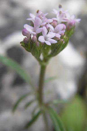 Centranthus calcitrapae \ Fuangel-Spornblume / Annual Valerian, Mallorca/Majorca Andratx 3.4.2012
