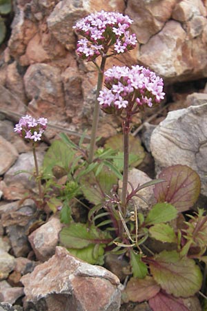 Centranthus calcitrapae \ Fuangel-Spornblume / Annual Valerian, Mallorca/Majorca Andratx 3.4.2012