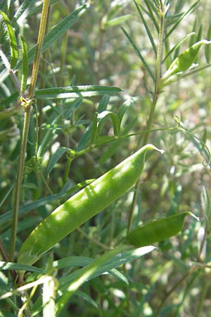 Vicia angustifolia \ Schmalblttrige Futter-Wicke / Narrow-Leaved Vetch, Mallorca/Majorca Port de Andratx 9.4.2012