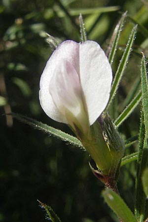 Vicia angustifolia \ Schmalblttrige Futter-Wicke / Narrow-Leaved Vetch, Mallorca/Majorca Port de Andratx 9.4.2012