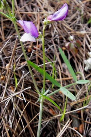 Vicia bithynica \ Bithynische Wicke / Bithynian Vetch, Mallorca/Majorca Andratx 23.4.2011