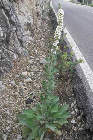 Verbascum boerhavii \ Boerhaaves K�nigskerze / Boerhaave's Mullein, Mallorca/Majorca Sa Calobra 27.4.2011
