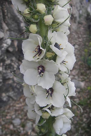 Verbascum boerhavii \ Boerhaaves K�nigskerze / Boerhaave's Mullein, Mallorca/Majorca Sa Calobra 27.4.2011