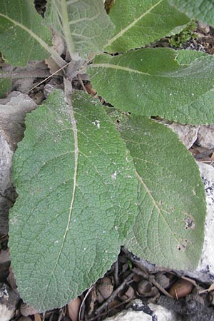 Verbascum boerhavii \ Boerhaaves K�nigskerze / Boerhaave's Mullein, Mallorca/Majorca Sa Calobra 27.4.2011