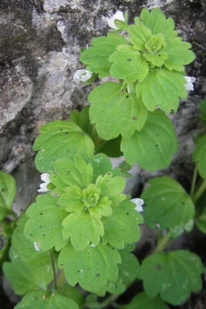 Veronica panormitana \ Palermo-Ehrenpreis / Palermo Speedwell, Mallorca/Majorca Lluc 23.4.2011