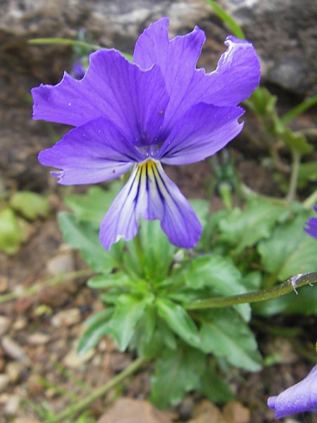Viola corsica \ Korsika-Horn-Veilchen / Corsian Pansy, Mallorca/Majorca Soller Botan. Gar.  4.4.2012