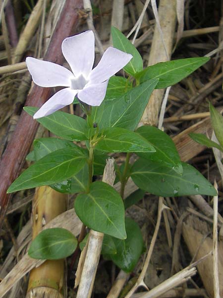 Vinca difformis \ Mittleres Immergr�n / Intermediate Periwinkle, Mallorca/Majorca Banyalbufar 23.4.2011