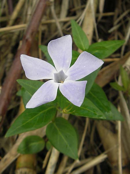 Vinca difformis \ Mittleres Immergr�n / Intermediate Periwinkle, Mallorca/Majorca Banyalbufar 23.4.2011