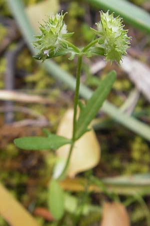 Valerianella obtusiloba \ Stumpflappiger Feld-Salat / Obtuse-Lobed Corn Salad, Mallorca/Majorca Palma 13.4.2012