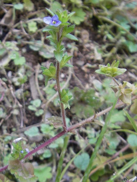 Veronica arvensis \ Feld-Ehrenpreis / Wall Speedwell, Mallorca/Majorca Torrent de Pareis 27.4.2011