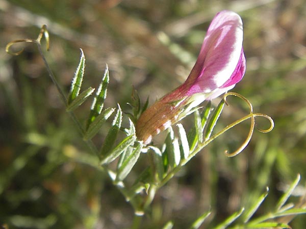 Vicia angustifolia \ Schmalblttrige Futter-Wicke / Narrow-Leaved Vetch, Mallorca/Majorca Port de Andratx 9.4.2012