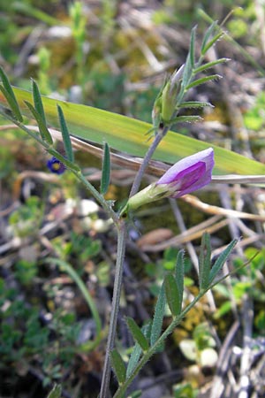 Vicia angustifolia \ Schmalblttrige Futter-Wicke / Narrow-Leaved Vetch, Mallorca/Majorca Port de Andratx 9.4.2012