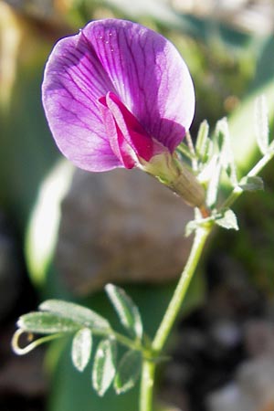 Vicia sativa var. sativa \ Saat-Wicke, Echte Futter-Wicke / Common Vetch, Mallorca/Majorca Port de Andratx 9.4.2012
